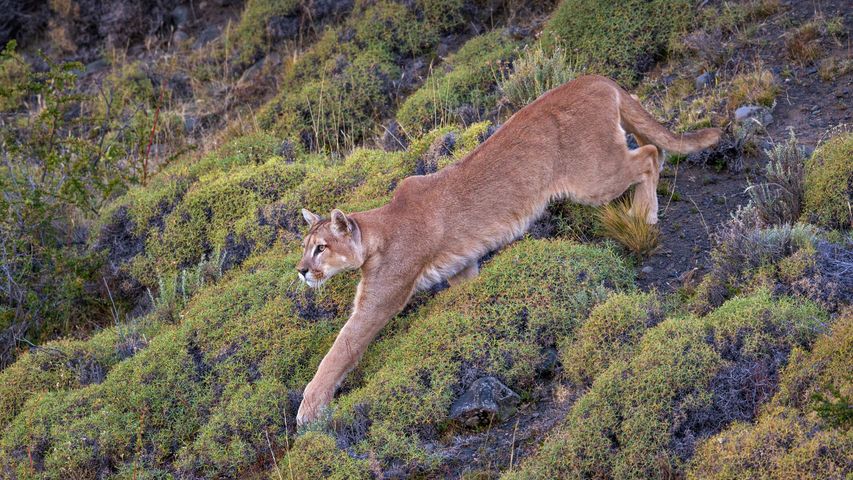 百内国家公园中的一头美洲狮，智利巴塔哥尼亚