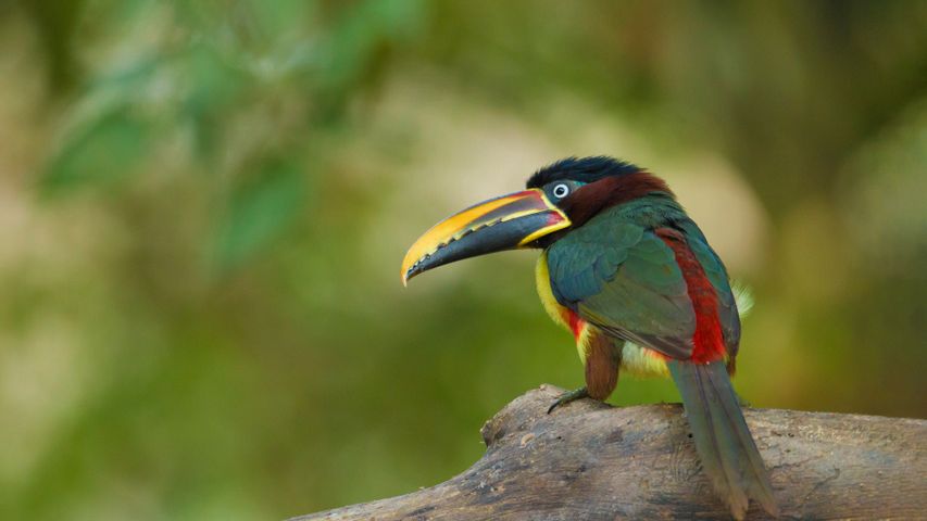 栗耳簇舌巨嘴鸟，巴西潘塔纳尔保护区里