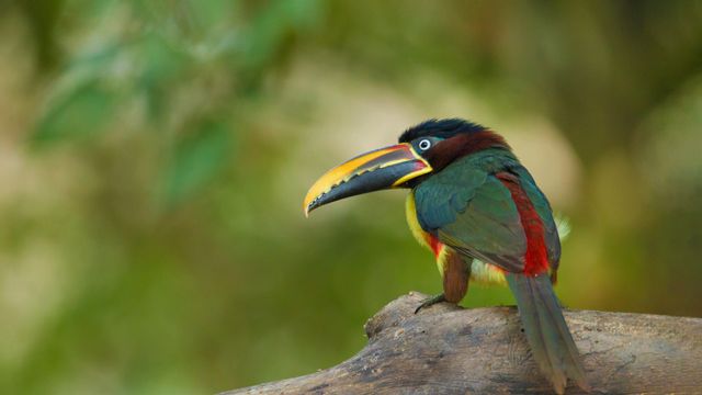 Braunohrarassari im Pantanal, Brasilien