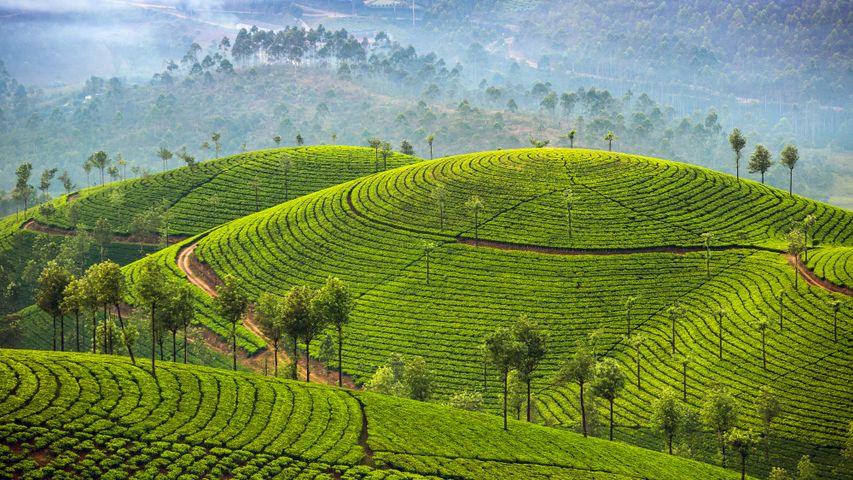 Plantações de chá em Munnar, Kerala, na Índia