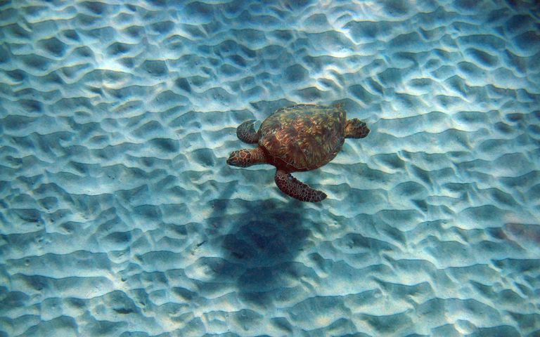 Turtles and Tortoises Windows 10 Theme