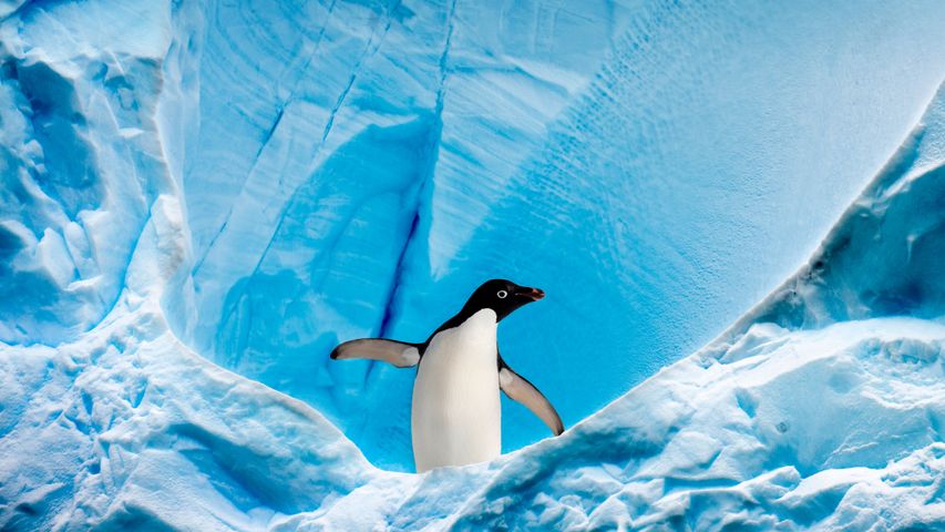 Adélie penguin in Graham Passage, Antarctic Peninsula, Antarctica