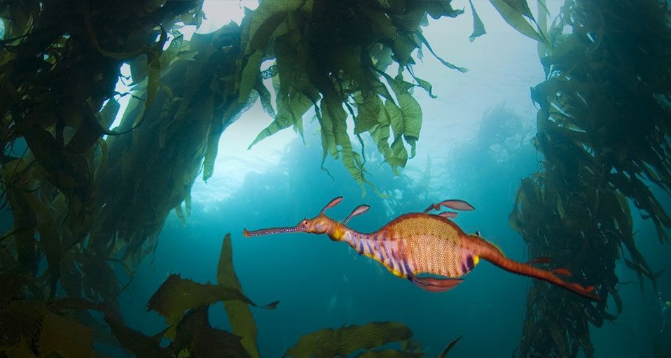 Weedy Sea Dragon