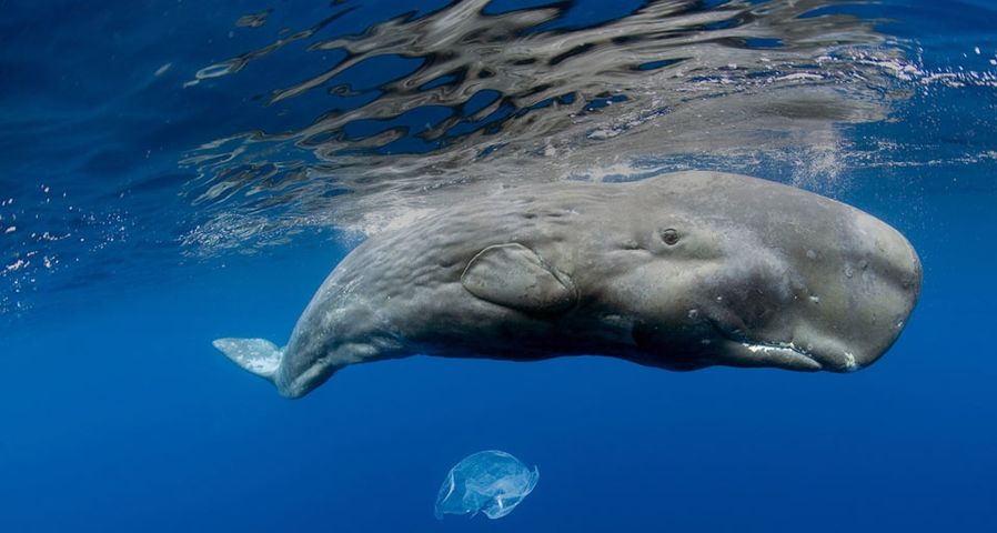 ｢マッコウクジラ｣ポルトガル,アゾレス諸島