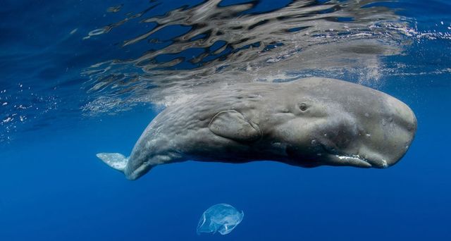 ｢マッコウクジラ｣ポルトガル,アゾレス諸島