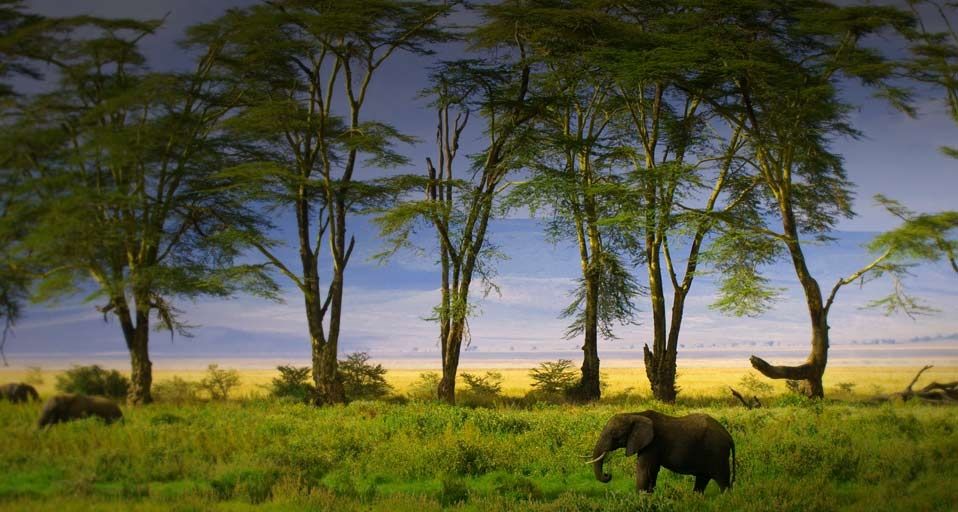 African Elephant in Ngorongoro Crater in Ngorongoro Conservation Area, Tanzania