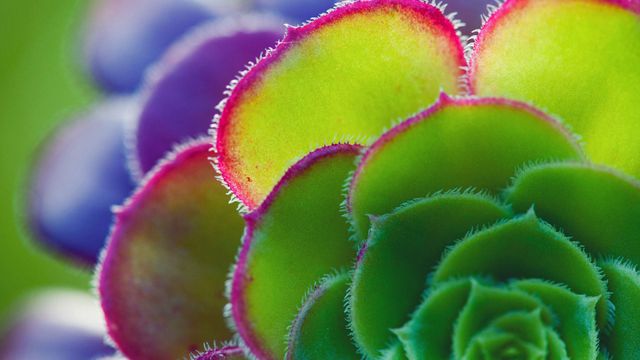 Aeonium leaf detail