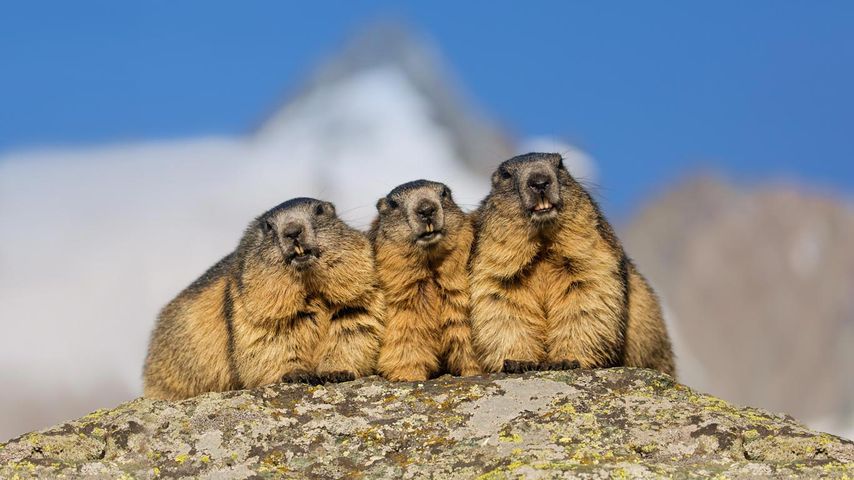 Marmottes des Alpes près du col routier Grossglockner Hochalpenstrasse, Autriche 