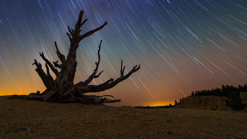 Star trails and a bristlecone pine at Bryce Canyon National Park, Utah 