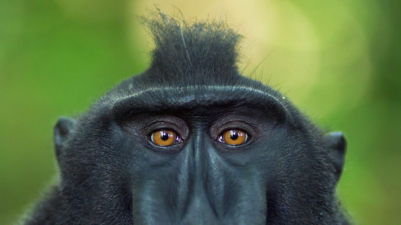 Celebes crested macaque mature male, Tangkoko National Park, Sulawesi, Indonesia