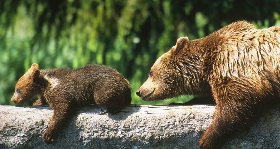 瑞士伯尔尼高原，棕熊妈妈与孩子