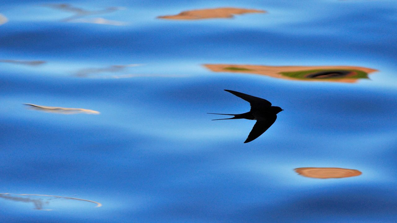Silhouette einer Rauchschwalbe in Berwickshire, Schottland