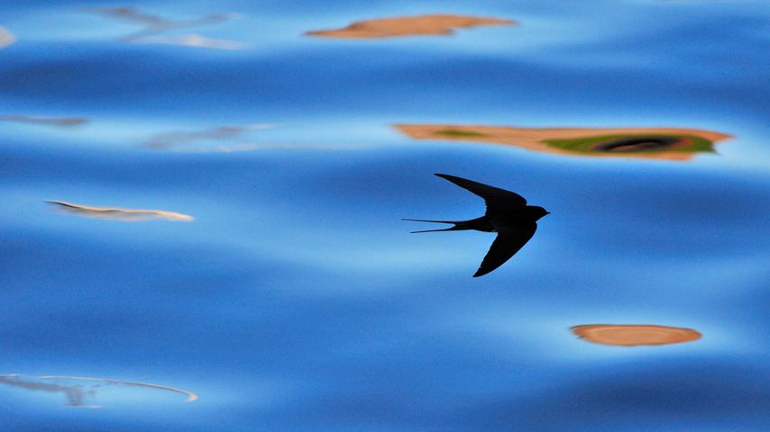 苏格兰，贝里克郡燕子的剪影 