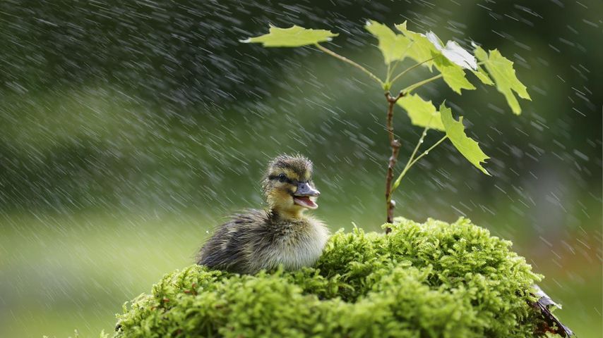 雨中的小鸭