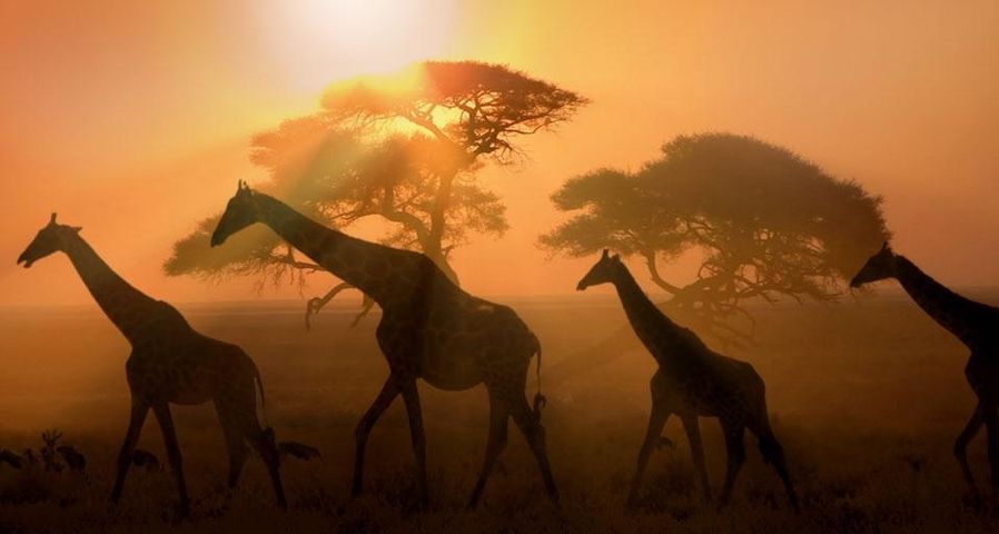 Giraffes at twilight in Etosha National Park, Namibia