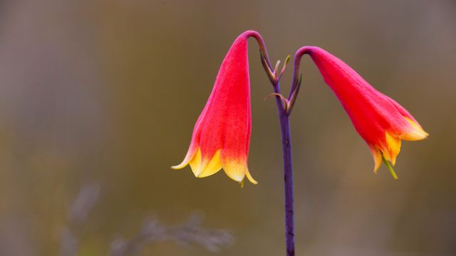 Large-flowered Christmas Bell at Gibraltar Range National Park in New South Wales, Australia