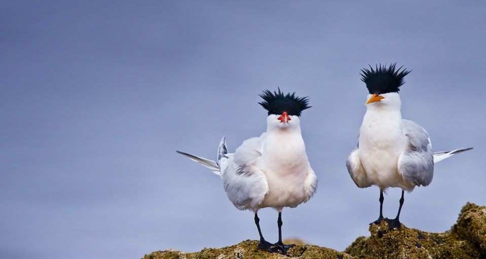Zwei Schmuckseeschwalben nisten auf einer kleinen Insel vor der mexikanischen Küste im Golf von Kalifornien – Michael S. Nolan/age fotostock ©