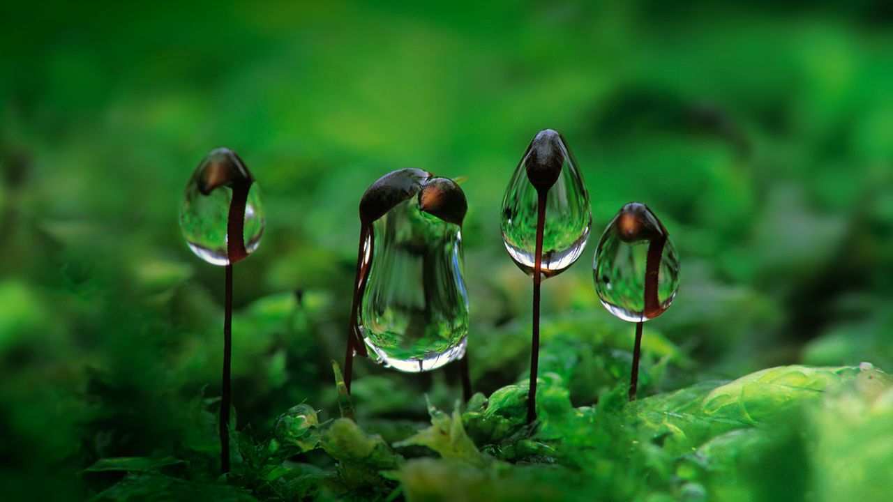 Wassertropfen hängen an Blättchen des Gemeinen Kurzbüchsenmooses