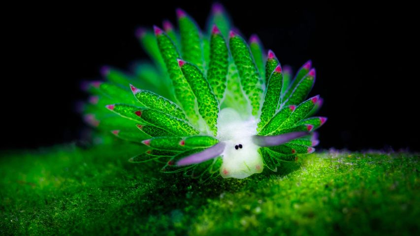 A sea slug in the waters off Bali