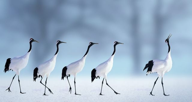 Fünf Mandschurenkraniche schreiten durch den Schnee