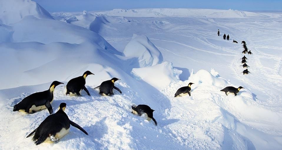 Emperor penguins belly-flopping out of the water, Antarctica