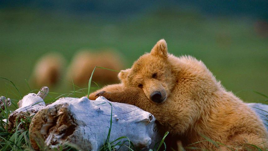Napping grizzly bear cub, Katmai National Park and Preserve, Alaska, USA 