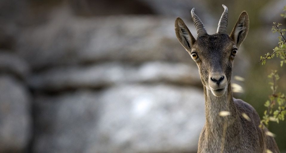A young ibex in El Torcal Nature Reserve near Antequera, Andalucia, Spain