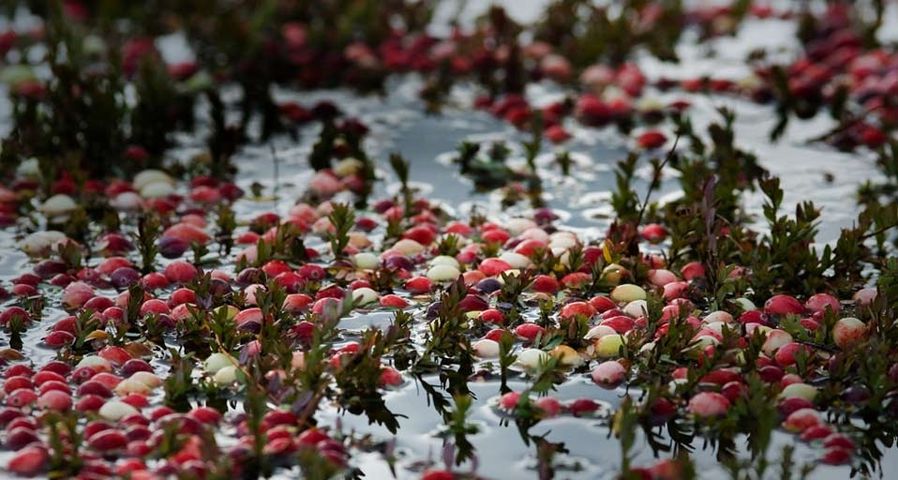 Cranberries floating on the water's surface in Harwich, Massachusetts