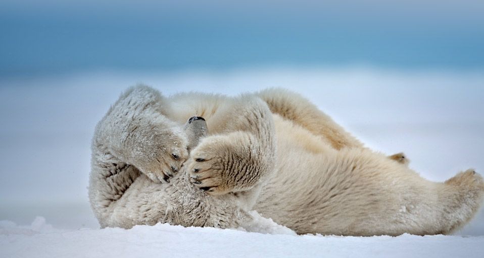 Polar bear rolling on the frozen Beaufort Sea, near Point Barrow, Alaska
