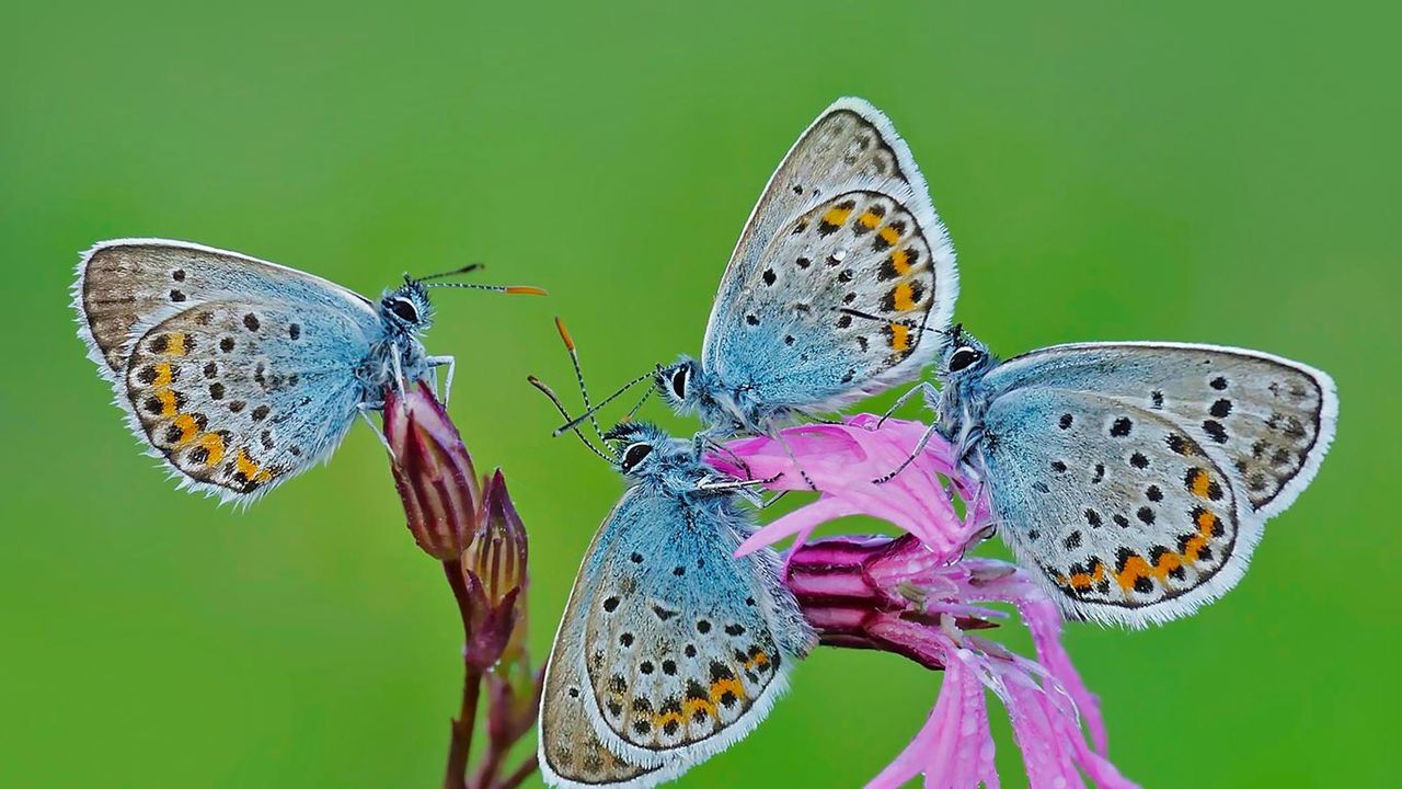 Butterflies in the Park of Castelli Romani, Italy 
