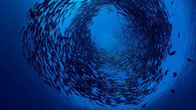 Banc de carangues aux gros yeux au large de Bali, Indonésie