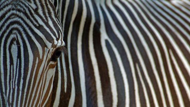 Close-up view of an endangered Grévy's zebra