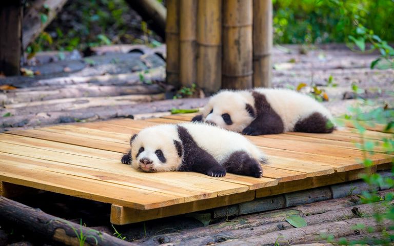 China Panda Bears Windows 10 Theme