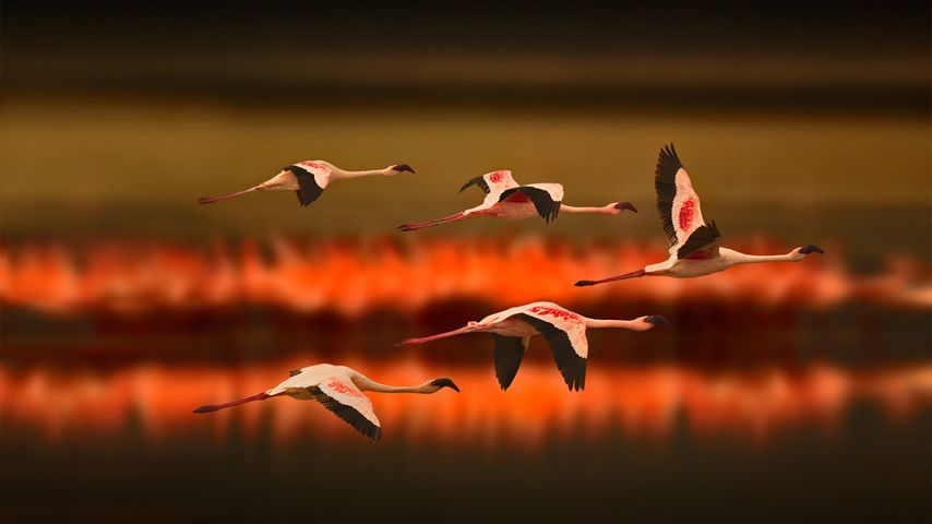 Greater flamingos in Tanzania 
