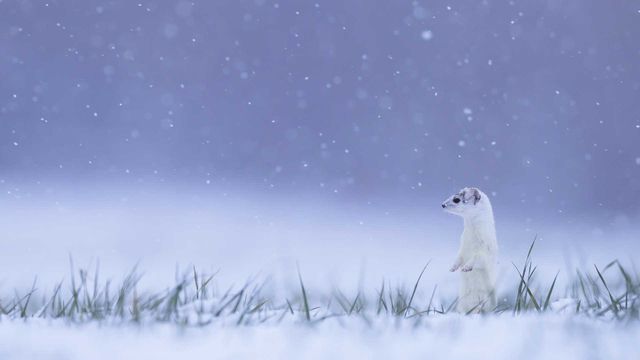 Une Hermine arborant son pelage d’hiver dans la neige, Jura, France 