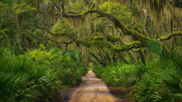 Küstenwald auf Cumberland Island, Georgia, USA