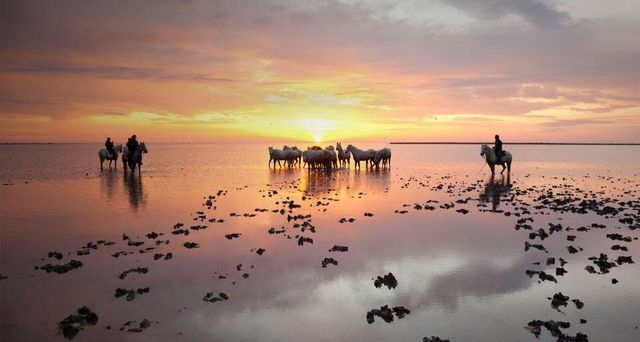 Guardians (cowboys) and horses in Camargue, France