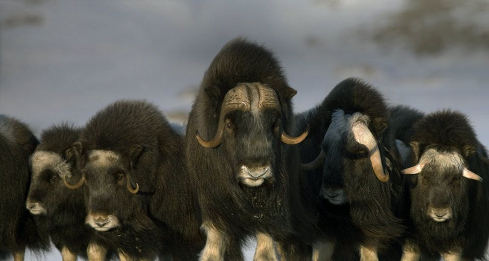 Mature & young Musk-ox bulls and cows in a defensive lineup during ...