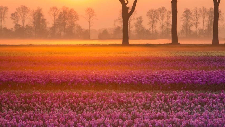 Tulpenfelder in der Nähe von Grolloo, Provinz Drente, Niederlande 