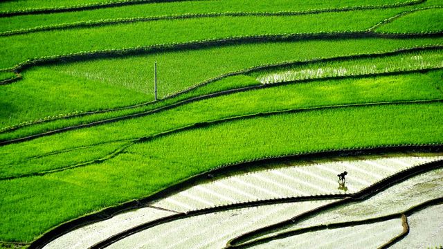 【今日谷雨】四川省，正在梯田里插秧的农民 