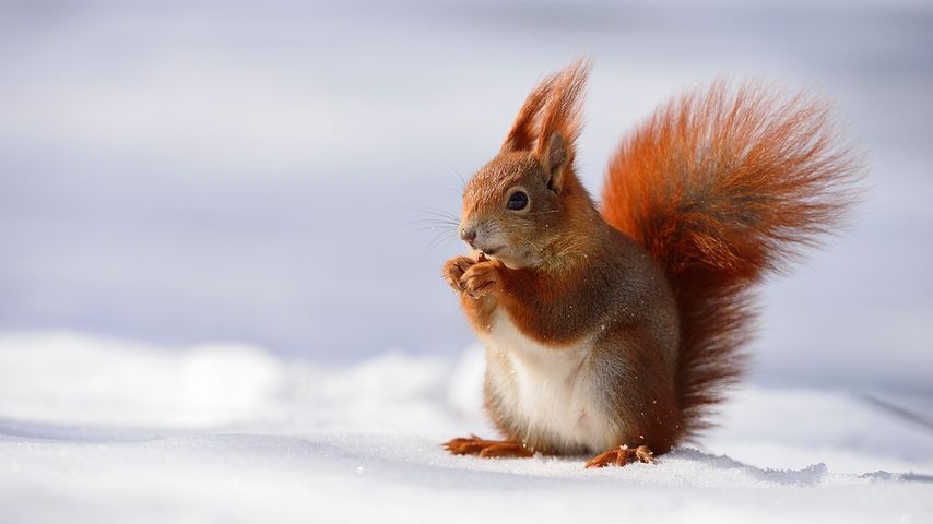 Eichhörnchen im Schnee, Leipzig, Sachsen