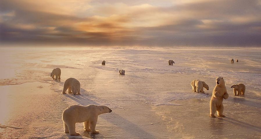 Polar bears near Churchill, Manitoba, Canada