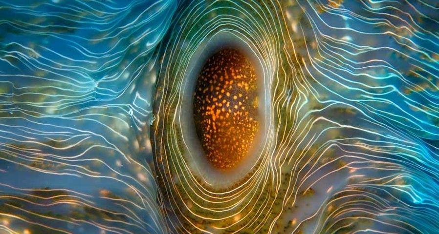 Horse’s hoof clam near Rongelap Atoll in the Marshall Islands