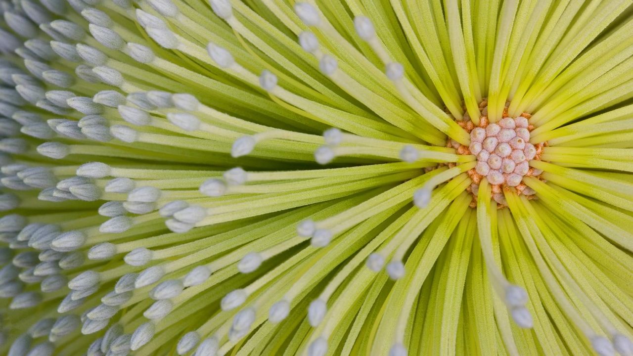 Banksia flower on Fraser Island in Queensland, Australia 