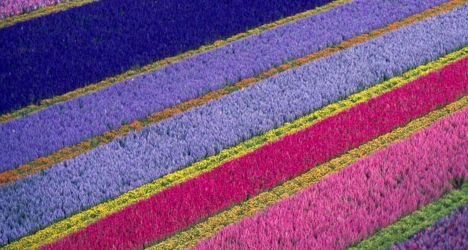 Flower farm in Lompoc, California