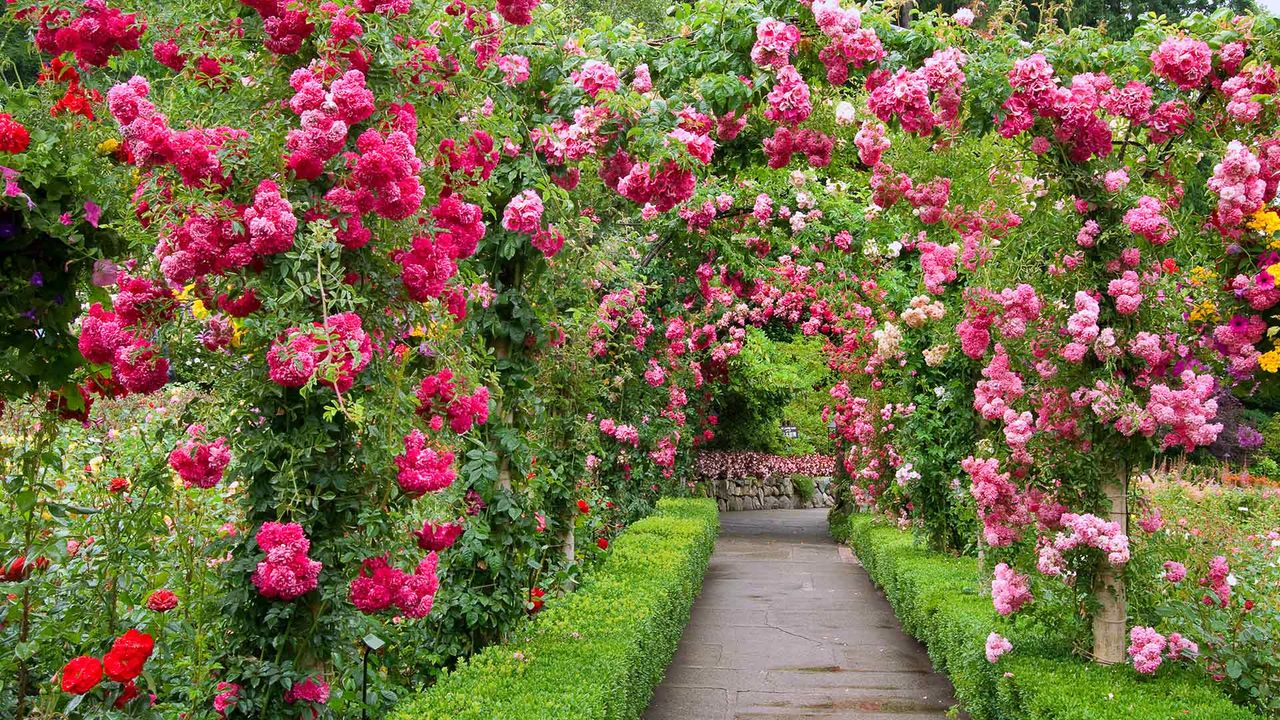 Rose Garden, Butchart Gardens, Greater Victoria, B.C. 