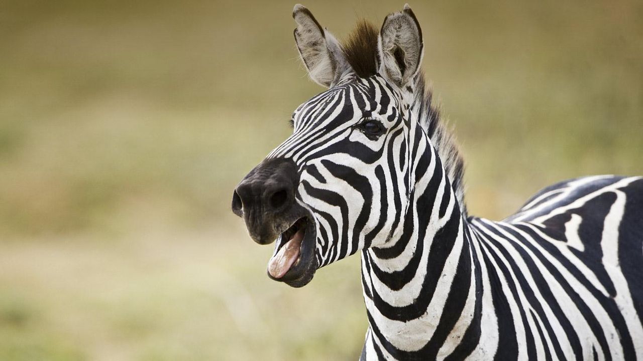 坦桑尼亚，微笑的斑马- Bing Gallery · Peapix, image size:1280x720