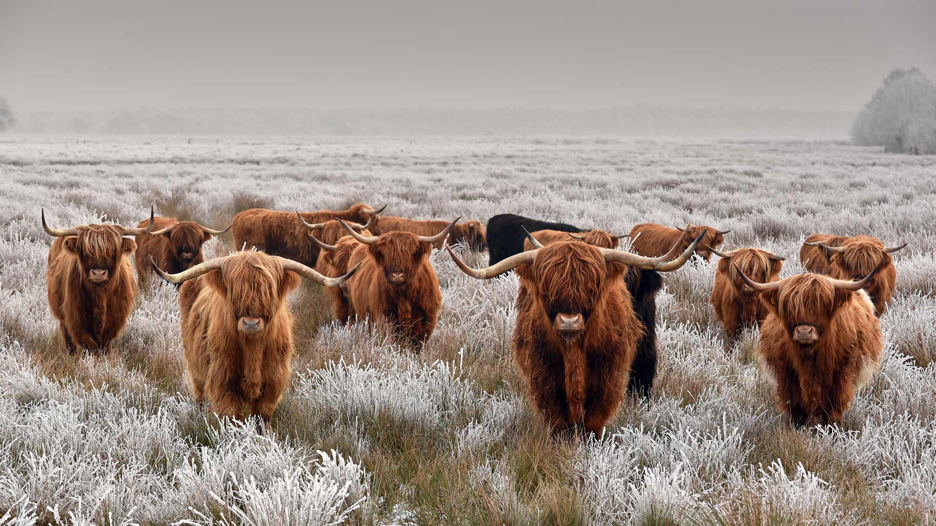 Highland cattle in winter - Bing Gallery