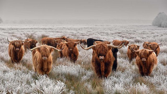 Schottische Hochlandrinder im Winter