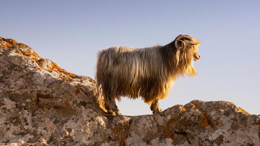 Chèvre sur les ruines du château de Myrina, île de Lemnos, Grèce